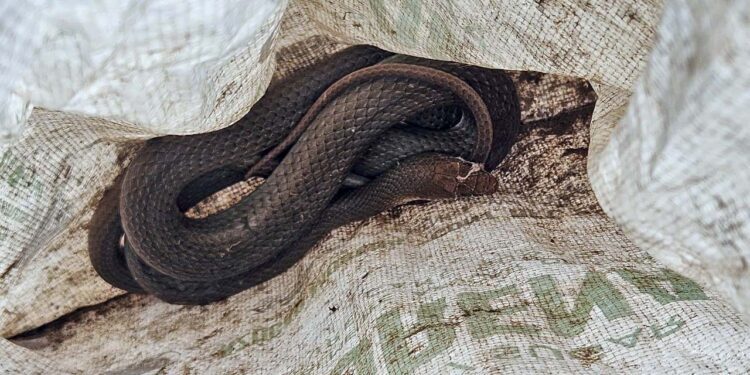 Capturan a serpiente de tamaño considerable.