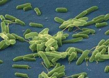 Alerta en Florida por bacteria “come carne”: ya se registraron cuatro muertes en 2025