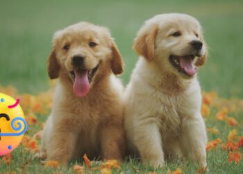 ¿Por qué se celebra el Día Mundial del Perro el 21 de julio?