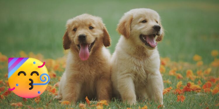 ¿Por qué se celebra el Día Mundial del Perro el 21 de julio?