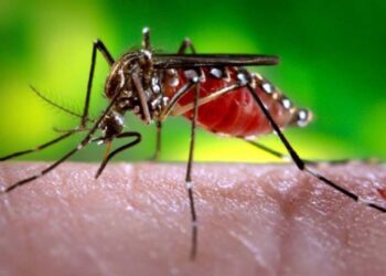 Foto: internet // El mosquito del dengue cobra las dos primeras víctimas mortales en Oaxaca: un menor de 10 años y un adulto de 34 años.