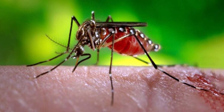 Foto: internet // El mosquito del dengue cobra las dos primeras víctimas mortales en Oaxaca: un menor de 10 años y un adulto de 34 años.