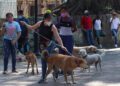 Miles de mascotas esperan un hogar en Oaxaca: llaman a adoptar, no comprar