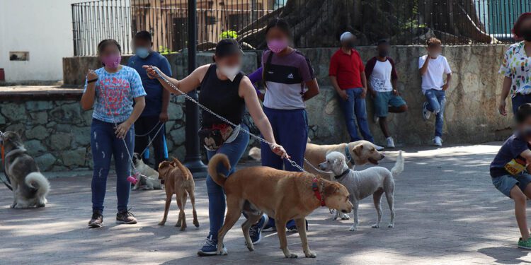 Miles de mascotas esperan un hogar en Oaxaca: llaman a adoptar, no comprar