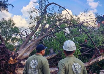 El suelo se reblandeció y provocó la caída del árbol.