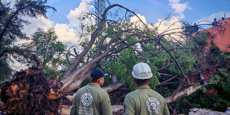 El suelo se reblandeció y provocó la caída del árbol.