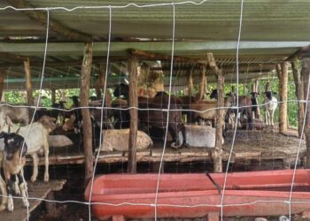 Embarga Gobierno de México 120 animales sin documentación en Oaxaca