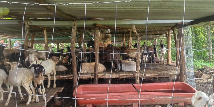 Embarga Gobierno de México 120 animales sin documentación en Oaxaca