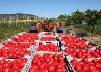 Se la aplica Trump; 17.09% de impuesto al tomate