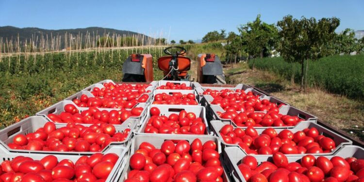 Se la aplica Trump; 17.09% de impuesto al tomate