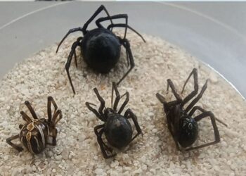 ¡La viuda negra acecha! Letal y cada vez más común: crecen ataques de viuda negra en ocho estados del país