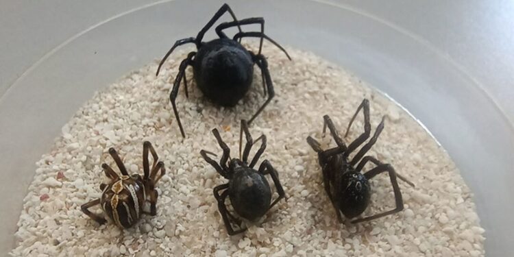 ¡La viuda negra acecha! Letal y cada vez más común: crecen ataques de viuda negra en ocho estados del país