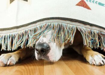 Los precios de servicios para mascotas mostraron un incremento de enero a junio de 2025