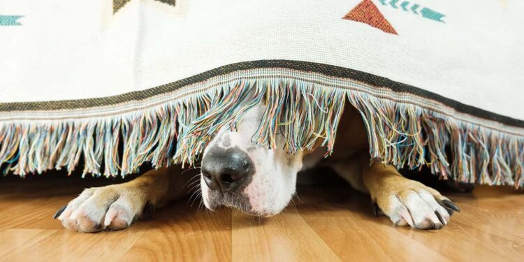 Los precios de servicios para mascotas mostraron un incremento de enero a junio de 2025