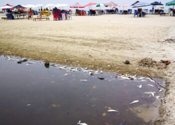 Ecocidio por la Barranca Larga Ventanilla; muere vida silvestre