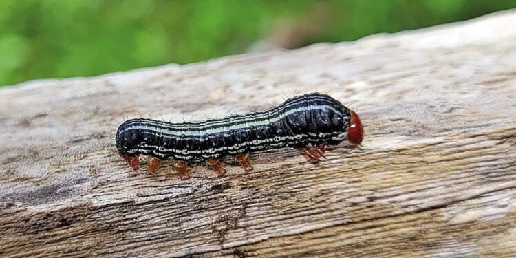 Oaxaca, paraíso de insectos; más de 7 mil especies comparte con Jalisco