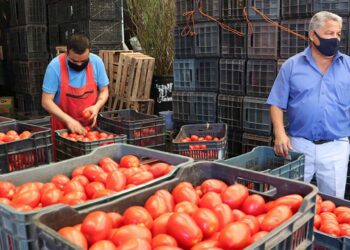 Foto: Archivo El Imparcial // En los últimos años, el estado de Oaxaca ha estado en el top ten a nivel nacional de los estados productores de jitomate rojo.