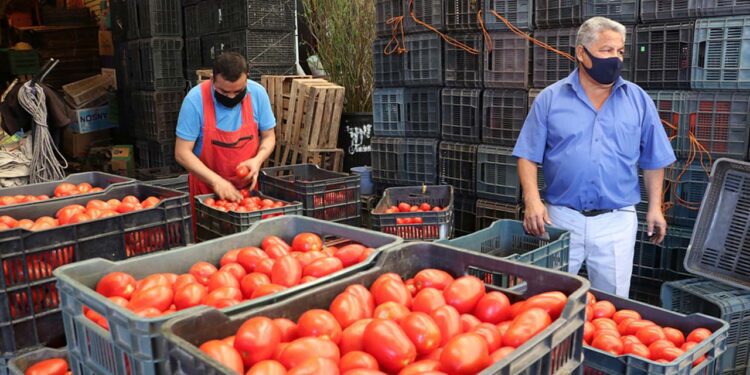 Foto: Archivo El Imparcial // En los últimos años, el estado de Oaxaca ha estado en el top ten a nivel nacional de los estados productores de jitomate rojo.
