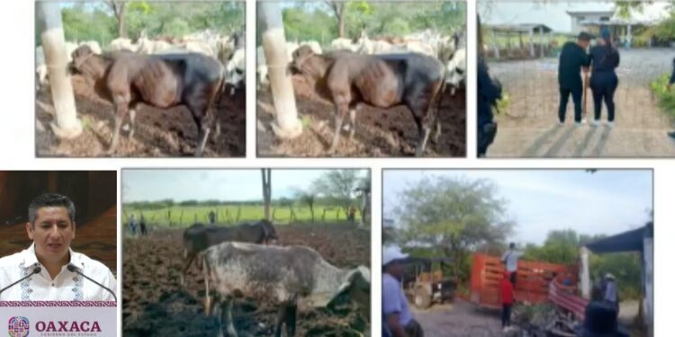 ¡Liberados pese a ser capturados con el ganado robado! Juez desestima flagrancia y enciende la indignación en Oaxaca