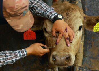 Foto: internet – ilustrativa // De los 32 nuevos casos de miasis por gusano barrenador, 29 se presentaron en la especie bovina, uno en un perro, otro en un caballo y uno más en un suido.