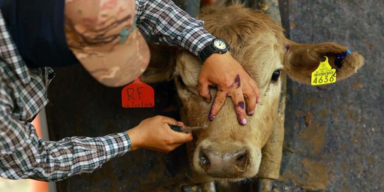 Foto: internet – ilustrativa // De los 32 nuevos casos de miasis por gusano barrenador, 29 se presentaron en la especie bovina, uno en un perro, otro en un caballo y uno más en un suido.