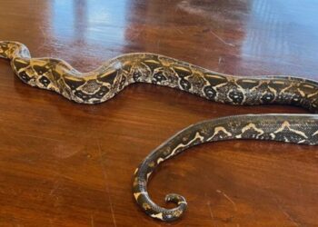 ¡Una boa en el balcón! Sorpresa en Oaxaca por serpiente herida en plena zona urbana