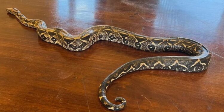 ¡Una boa en el balcón! Sorpresa en Oaxaca por serpiente herida en plena zona urbana