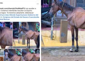 “El caballo me pidió ayuda”: denuncia por maltrato animal y abandono social indigna a turistas en Mazunte