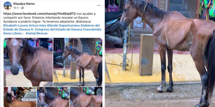“El caballo me pidió ayuda”: denuncia por maltrato animal y abandono social indigna a turistas en Mazunte