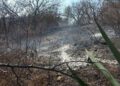 Foto: archivo // Con la temporada de lluvias, que inició el pasado 15 de mayo, quedó por concluida la temporada de estiaje y de incendios forestales del primer semestre del 2025.