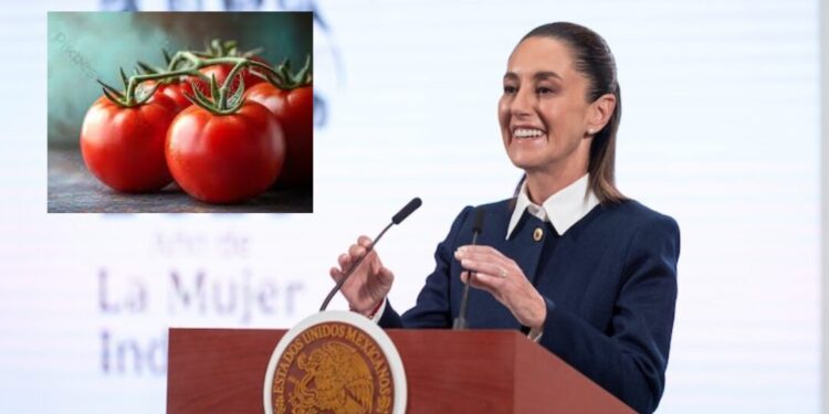 México seguirá exportando jitomate pese a arancel de EU; Sheinbaum exige frenar tráfico de armas