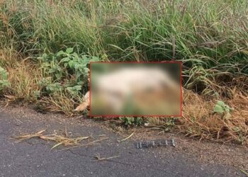 El animal fue arrojado por el impacto fuera de la carretera.