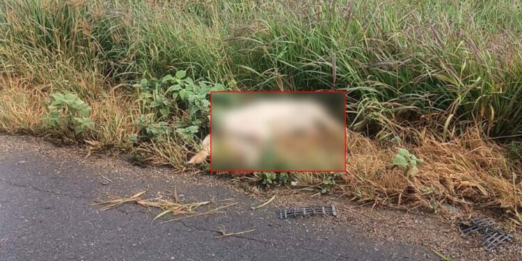 El animal fue arrojado por el impacto fuera de la carretera.