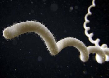 Foto: ilustrativa // La bacteria del género Leptospira se puede contraer al tener contacto con orina o líquidos corporales de animales infectados.