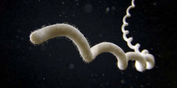 Foto: ilustrativa // La bacteria del género Leptospira se puede contraer al tener contacto con orina o líquidos corporales de animales infectados.