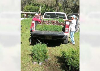 Más de cinco mil árboles fueron entregados desde el vivero de alto rendimiento de Juxtlahuaca.