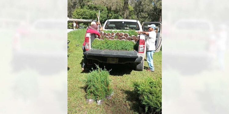 Más de cinco mil árboles fueron entregados desde el vivero de alto rendimiento de Juxtlahuaca.