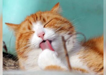 Esta efeméride fomenta la adopción, el respeto y la vida digna de los felinos domésticos.