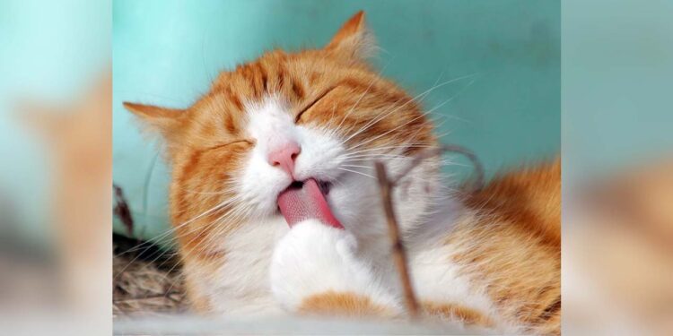 Esta efeméride fomenta la adopción, el respeto y la vida digna de los felinos domésticos.