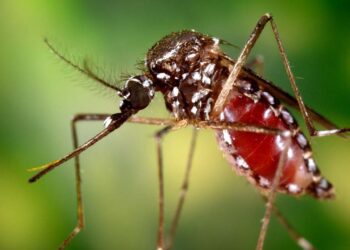 En el país, 2018 fue el año que más casos reportó de Chikungunya con un total de 39.