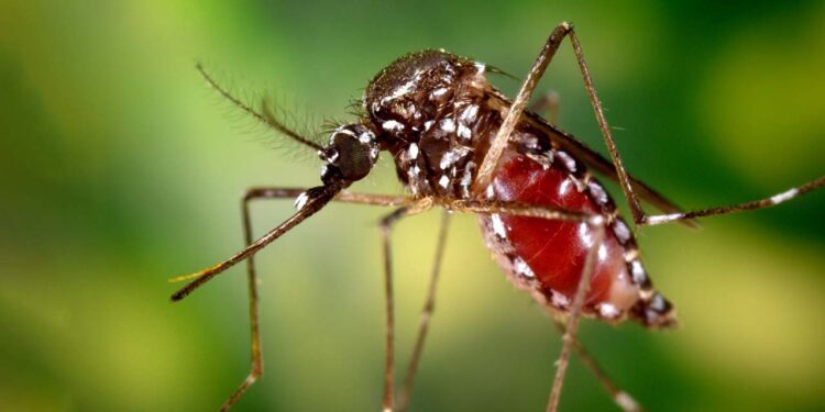 En el país, 2018 fue el año que más casos reportó de Chikungunya con un total de 39.