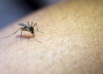 Las autoridades llaman a la población a implementar medidas que ayuden a eliminar los criaderos de mosquitos.