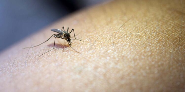 Las autoridades llaman a la población a implementar medidas que ayuden a eliminar los criaderos de mosquitos.