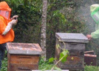 Mientras tanto, ofrecen su miel de calidad a los distintos sectores mazatecos y turistas.