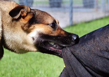 Perro muerde a menor de edad