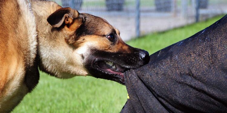 Perro muerde a menor de edad