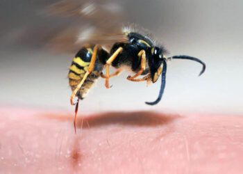 Tan solo en picaduras de abeja, la Secretaría de Salud federal informó de un acumulado de 395 atenciones médicas en Oaxaca.