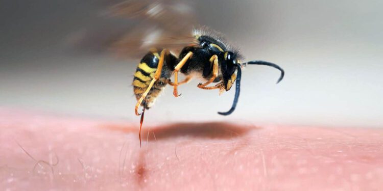 Tan solo en picaduras de abeja, la Secretaría de Salud federal informó de un acumulado de 395 atenciones médicas en Oaxaca.