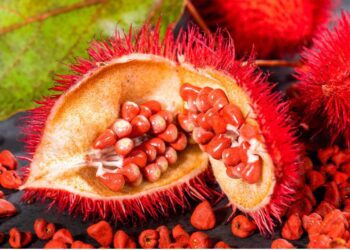 Achiote: el remedio natural mexicano que combate fiebre, sarampión, úlceras y más