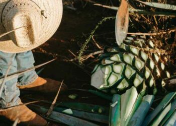 Alertan a mezcaleros ante  presuntos fraudes con créditos